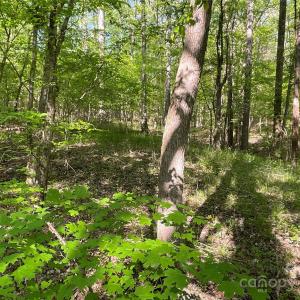 Photo #8 of 1265 Burris, Sharon, SC 137.0 acres