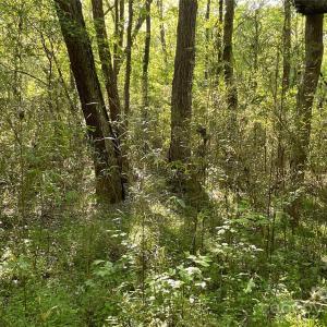 Photo #10 of 1265 Burris, Sharon, SC 137.0 acres