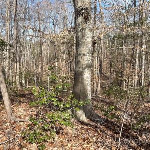 Photo #11 of 161 Little River Trail Little River, Lancaster, SC 25.4 acres