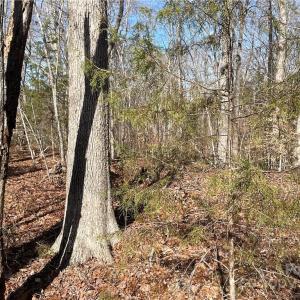 Photo #13 of 161 Little River, Lancaster, SC 25.4 acres