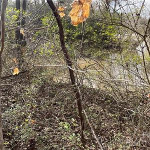 Photo #6 of 161 Little River, Lancaster, SC 25.4 acres