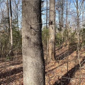 Photo #22 of 161 Little River, Lancaster, SC 25.4 acres