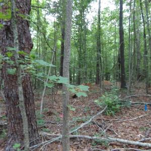 Photo #8 of Nc 138, Norwood, NC