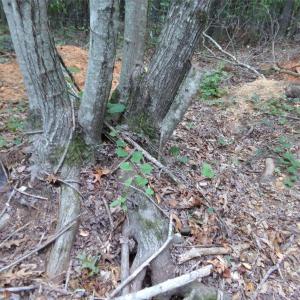 Photo #6 of Nc 138, Norwood, NC