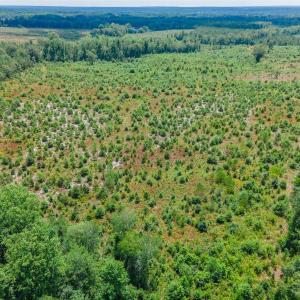 Photo #11 of Black Creek Church, Jefferson, SC