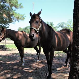 Photo #10 of 844 Bellegray, Clover, SC