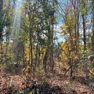 Photo #10 of 11.53 acres Old Camden, Lancaster, SC