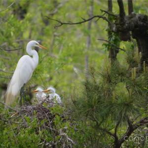 Photo #34 of 229 Joseph Kershaw, Eastover, SC