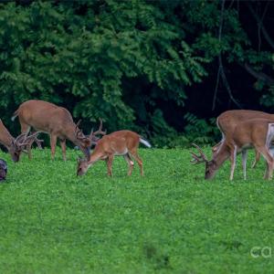 Photo #46 of 229 Joseph Kershaw, Eastover, SC