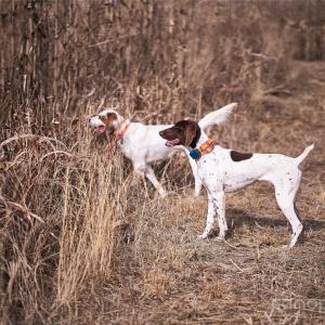 Photo #45 of 229 Joseph Kershaw, Eastover, SC