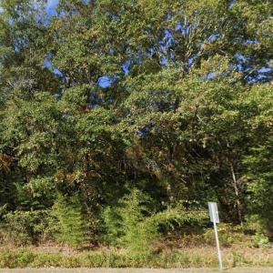 Photo #1 of TBD McGregor, Pageland, SC