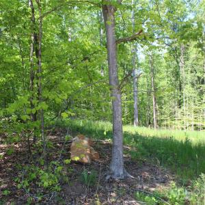 Photo #9 of Davis, Clover, SC