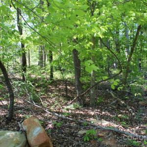 Photo #7 of Davis, Clover, SC