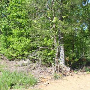 Photo #9 of Davis, Clover, SC