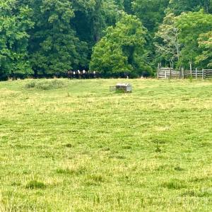 Photo #19 of Stony Gap, Albemarle, NC
