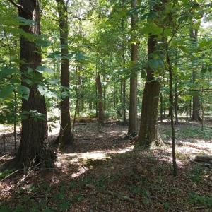 Photo #7 of TBD Traywick, Peachland, NC
