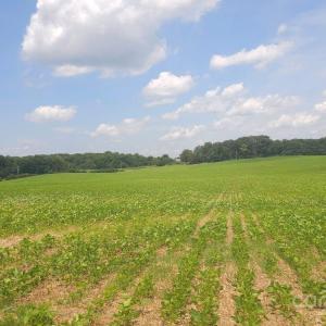 Photo #2 of TBD Traywick, Peachland, NC