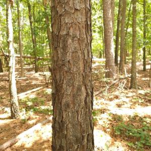 Photo #5 of TBD Traywick, Peachland, NC