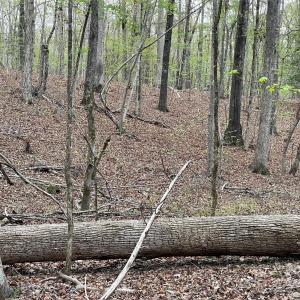 Photo #7 of 2390 Baron Dekalb, Camden, SC
