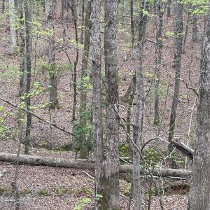 Photo #6 of 2390 Baron Dekalb, Camden, SC