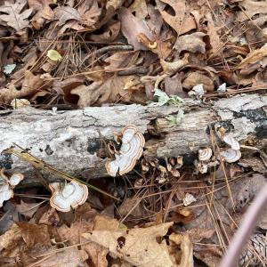 Photo #10 of 2390 Baron Dekalb, Camden, SC