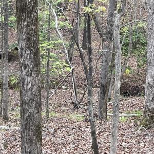 Photo #2 of 2390 Baron Dekalb, Camden, SC