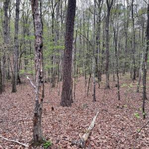 Photo #9 of 2390 Baron Dekalb, Camden, SC