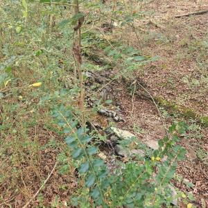 Photo #20 of Ingold School, Albemarle, NC