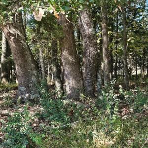 Photo #7 of 10130 Reed Mine, Midland, NC