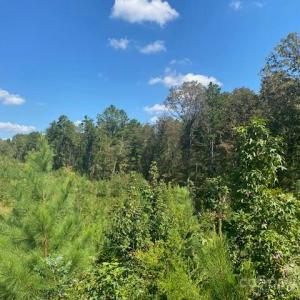 Photo #8 of Burris, Sharon, SC