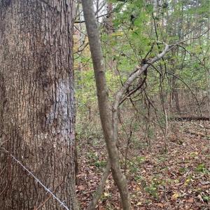 Photo #4 of 6244 RA Austin, Marshville, NC