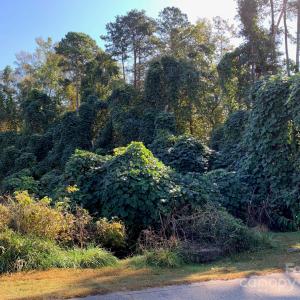 Photo #1 of 169 Lakeshore, Chesnee, SC