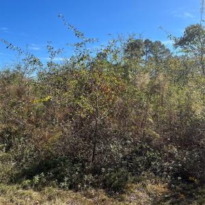 Photo #4 of Spring Branch, Laurinburg, NC