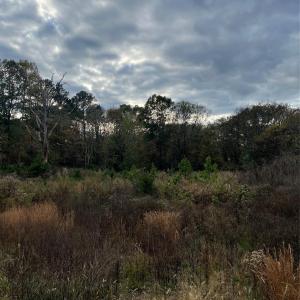 Photo #3 of Spring Branch, Laurinburg, NC