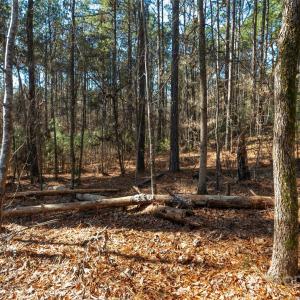 Photo #4 of Old Douglass, Blackstock, SC