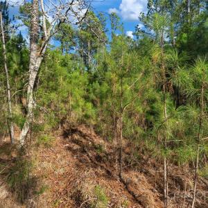 Photo #26 of Old Douglass, Blackstock, SC