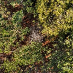 Photo #25 of Old Douglass, Blackstock, SC