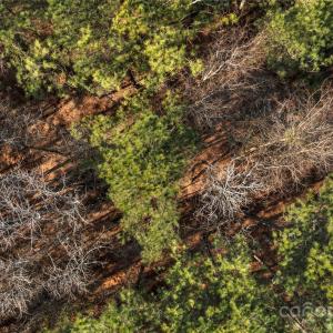 Photo #24 of Old Douglass, Blackstock, SC