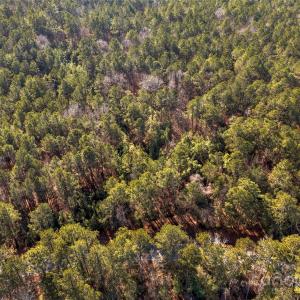 Photo #17 of Old Douglass, Blackstock, SC