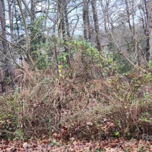 Photo #3 of 453 Lancaster Estates, Indian Land, SC