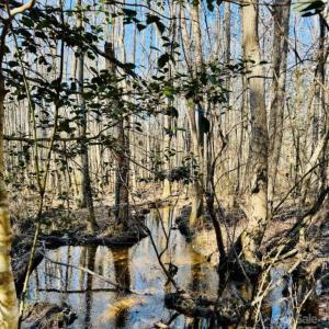 Photo #15 of Hwy 9, Wallace, SC