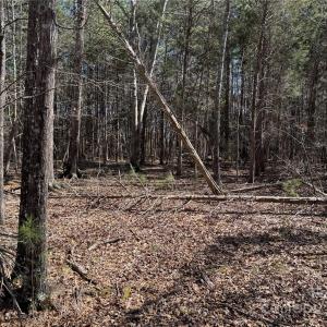 Photo #2 of 1905 Bechtler, Edgemoor, SC