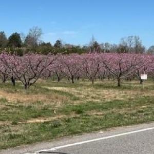 Photo #7 of 1639 +1643 Mallard Bay, York, SC