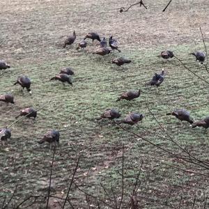 Photo #7 of Needmore, Woodleaf, NC