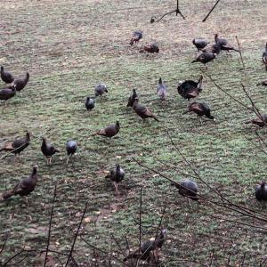 Photo #8 of Needmore, Woodleaf, NC