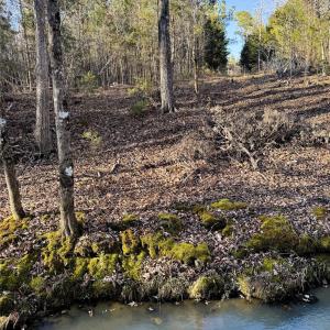 Photo #16 of Daystar, Lancaster, SC