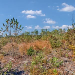 Photo #12 of Riley, Chesterfield, SC