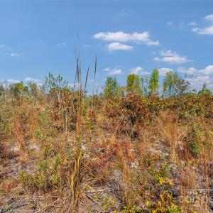Photo #14 of Riley, Chesterfield, SC