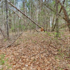 Photo #19 of J B Denton, Lancaster, SC