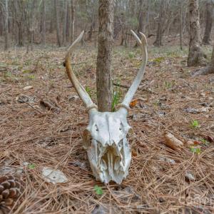 Photo #14 of J B Denton, Lancaster, SC